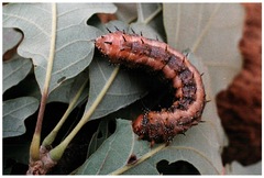 Anisota manitobensis