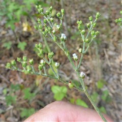 Eriogonum multiflorum