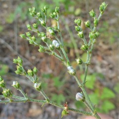 Eriogonum multiflorum