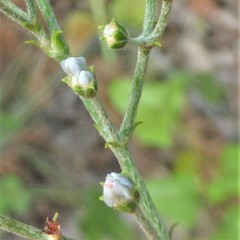 Eriogonum multiflorum