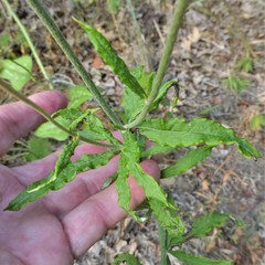 Eriogonum multiflorum
