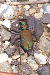 Cicindela purpurea