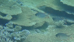 Myripristis violacea