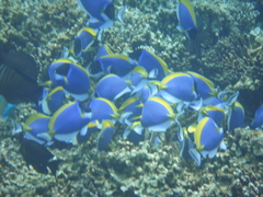Acanthurus leucosternon
