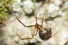 Theridion zantholabio