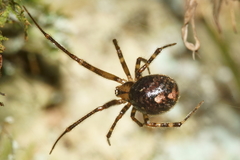 Theridion zantholabio
