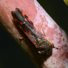 Homalodisca vitripennis