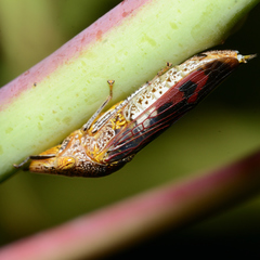 Homalodisca vitripennis