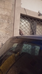 Columba livia domestica