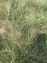 Leptochloa mucronata