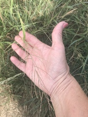 Leptochloa mucronata