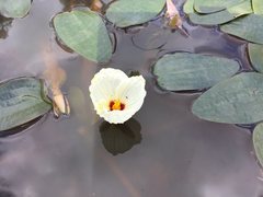 Ottelia ovalifolia