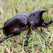 Xylotrupes australicus australicus - Photo (c) Andrew Allen, alguns direitos reservados (CC BY), uploaded by Andrew Allen