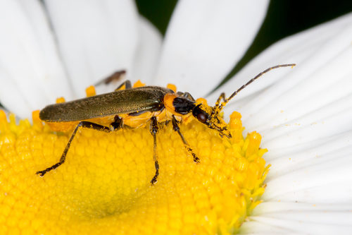 Plague Soldier Beetle