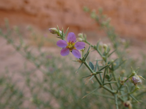 Image of Zygophyllum indicum by (c) Mahomed Desai, some rights reserved (CC BY)