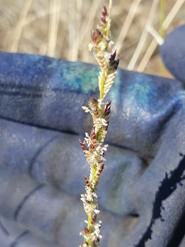 Eragrostis xerophila observed 2025-04-25