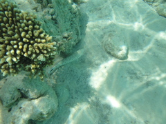 Parapercis hexophtalma