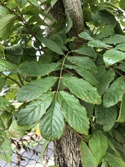 Spathodea campanulata