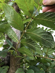 Spathodea campanulata