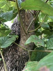 Spathodea campanulata