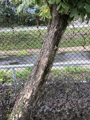 Spathodea campanulata