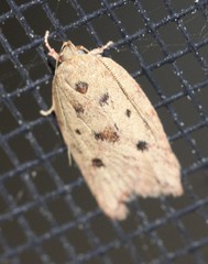 Euchaetis
