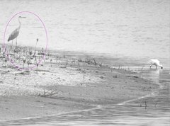 Ardea cinerea