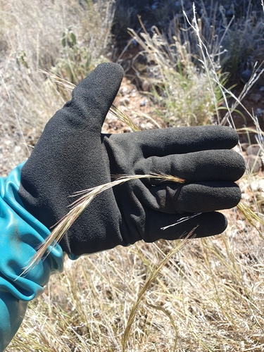 feathertop wiregrass (Aristida latifolia)
