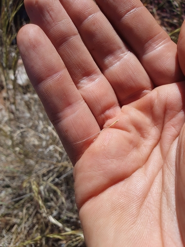 Image of Aristida latifolia by (c) maxark, some rights reserved (CC BY)