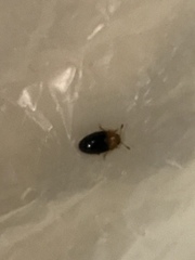 Triplax thoracica