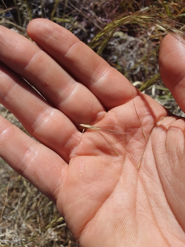 Image of Aristida latifolia by (c) maxark, some rights reserved (CC BY)