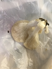 Triplax thoracica