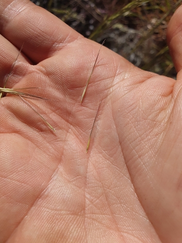 Image of Aristida latifolia by (c) maxark, some rights reserved (CC BY)