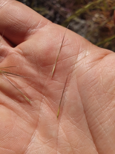 Image of Aristida latifolia by (c) maxark, some rights reserved (CC BY)