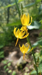 Echeandia longipedicellata