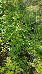 Echeandia longipedicellata