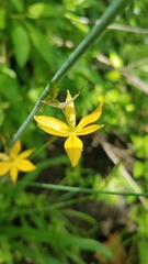 Echeandia longipedicellata