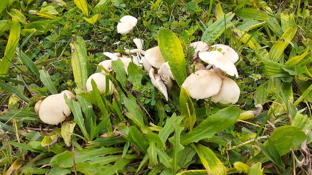 Candolleomyces candolleanus · April 2025 · photo: © aardvark04 (iNaturalist, cc0)