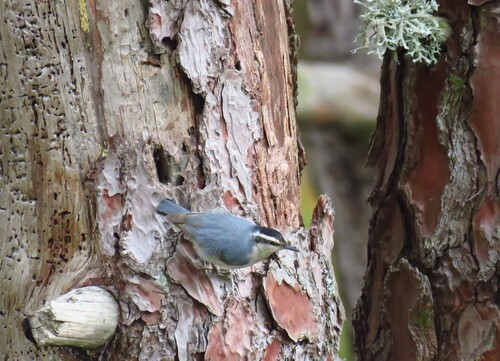 Corsican Nuthatch, 20227 Ghisoni, France, photo 6 of 10