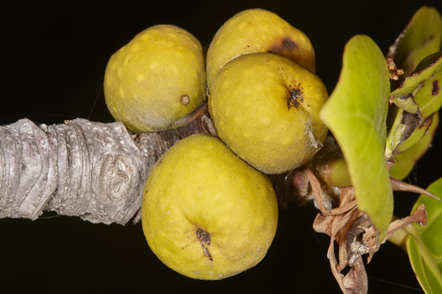 Giantleaf Fig