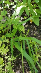 Echeandia longipedicellata