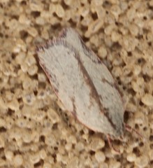 Euchaetis inceptella