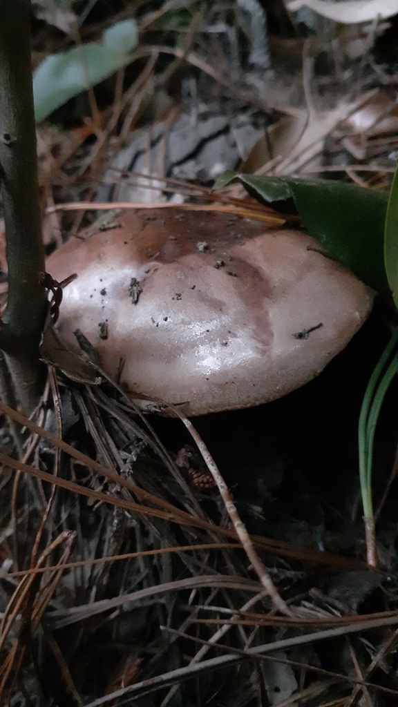 Tricholoma batschii · April 2025 · photo: © aardvark04 (iNaturalist, cc0)