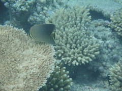 Chaetodon triangulum