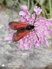 Zygaena purpuralis