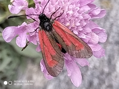 Zygaena purpuralis