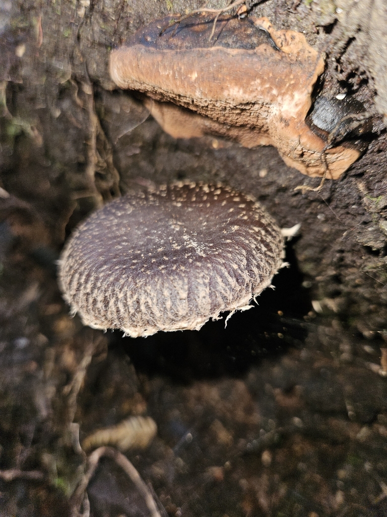 Lentinula novae-zelandiae · April 2025 · photo: © acnestis (iNaturalist, cc-by-nc)