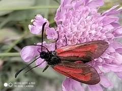Zygaena purpuralis