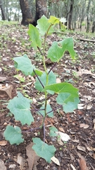 Roldana sessilifolia