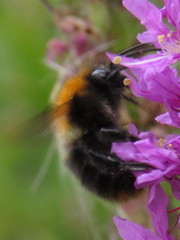 Bombus